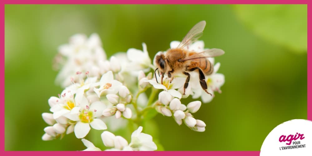 Une abeille butine une fleur
