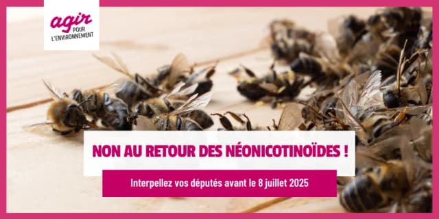 Non au retour des néonicotinoïdes !