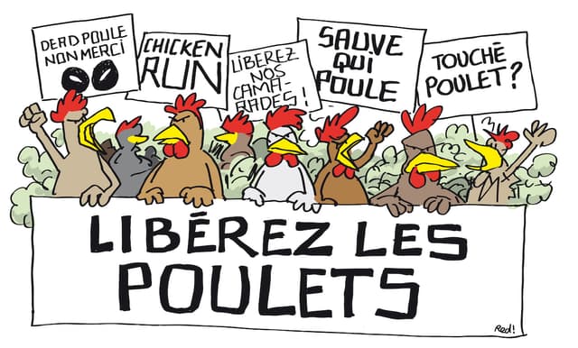 Pétition - Libérez les poulets