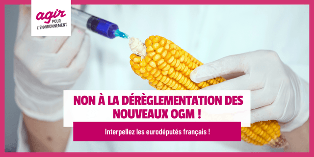 Mais traités aux OGM